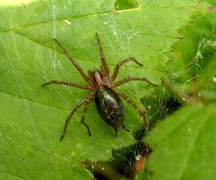 Agelena labyrinthica - Sernaglia della Battaglia (TV)